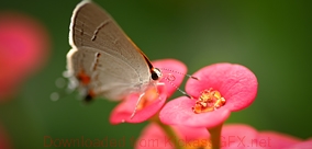 网页DDOS攻击平台