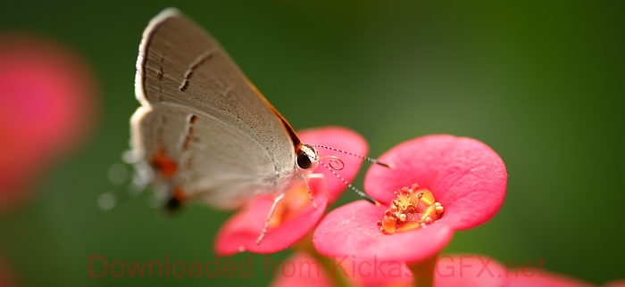 自动化部署的ddos攻击工具